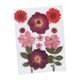 thumbnail image 2 of Flores Secas Reales, Hojas Prensadas, Crisantemo De Cristal Rojo, 2 of 5