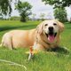 thumbnail image 2 of Cable de amarre para mascotas Anchor Stake Boss, tamaño XL, 9 m, 2 of 3