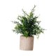 thumbnail image 1 of Mini Planta Falsa En Maceta, Regalo De Inauguración De La Casa, Decoración Para El Hogar, Dormitorio, Balcón, Estilo B, 1 of 5