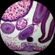thumbnail image 5 of Microscopio AmScope T380 Trinocular 1000X, 5 of 6