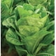 thumbnail image 4 of Semillas Lechuga Costina para Huerto | Las Encinas, 4 of 4