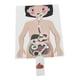 thumbnail image 5 of Sistema Digestivo Humano Órgano Del Cuerpo Humano Juguetes Educativos Partes Del Cuerpo Humano, 5 of 5