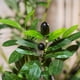 thumbnail image 4 of Olivo artificial Plantsworld de 6 pies con hojas realistas, 4 of 7
