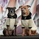 thumbnail image 3 of Sudadera con Capucha para Perro Spark Paws Suave como Mantequilla y Estiramiento 4‑Vías, 3 of 5