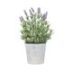 thumbnail image 1 of Planta Decorativa Lavanda 60 cm, 1 of 1