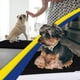 thumbnail image 5 of Felpudo para perros Muddy Mat®, superabsorbente, de microfibra, color negro, 5 of 7