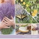 thumbnail image 3 of Aromatizador de Auto, 3 of 3