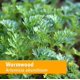 thumbnail image 2 of Extracto líquido Herb Pharm Wormwood Digestive System 30 ml, 2 of 3