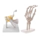 thumbnail image 1 of 1: 1 Junto Con El Hombro Funcional Humano Con Ligamento Y Modelo De Esqueleto De Mano, 1 of 4