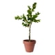thumbnail image 1 of Árbol Limón Artificial Verde Decoración Moderna 120cm Jhn, 1 of 3