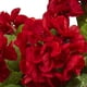 thumbnail image 2 of Planta artificial geranio Nearly Natural con maceta, 2 of 4