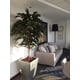thumbnail image 2 of Planta Decorativa Árbol de Ficus Alli No Incluye, 2 of 2