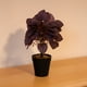 thumbnail image 2 of Planta Artificial Peperomia 28x9 cm, 2 of 3