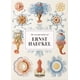 thumbnail image 1 of Libro 40 - Ernst Haeckel, 1 of 3