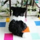 thumbnail image 2 of Peluche FRANKIEZHOU Border Collie de 30 cm para niños, 2 of 3