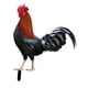 thumbnail image 5 of Figuras De Estacas De Estatua De Animales De Gallo, Estaca De Gallina Para Decoración De Patio Y Césped, 5 of 5