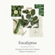 thumbnail image 3 of Jabón Líquido para Trastes Thymes Eucalipto 473 mL Ecológico, 3 of 9