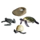 thumbnail image 4 of 4 Uds. Ciclo de Vida de Tortugas Marinas Ciclo de Crecimiento de Animales Marinos Juguetes Educativos Figuras de Animales Juguetes para Niños Pequeños, 4 of 5
