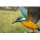 thumbnail image 5 of Figura de regalo Hi-Line Kingfisher que vuela, azul y naranja, 5 of 7
