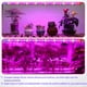 thumbnail image 2 of Tiras de luz LED para cultivo de plantas iPower, 40 W, espectro completo, 3 tubos, 2 of 3