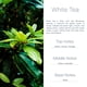 thumbnail image 3 of Ambientador Para Auto White Tea Difusor Colgante De Aceite, 3 of 4