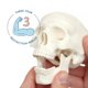 thumbnail image 2 of Modelo de cráneo anatómico de 9 cm, 3 piezas – Axis Scientific, 2 of 8