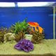 thumbnail image 3 of Adorno para Acuario Besimple 16x14x7 cm Coral Violeta, 3 of 8