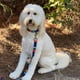thumbnail image 2 of Collar para perros Pendleton Gran Yellowstone, 2 of 9