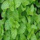 thumbnail image 2 of Aceite de fragancia Virginia Candle Supply 237 ml menta verde, 2 of 9