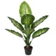 thumbnail image 2 of Difenbaquia de 90 cm, 2 of 2
