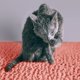 thumbnail image 5 of Alfombra impermeable para arena de gato CatGuru XXL color coral, alta resistencia, 5 of 6