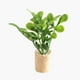 thumbnail image 1 of Plantas De Casa De Muñecas En Miniatura Modelo De Paisaje Estático En Maceta Suculentas Artificiales Estilo A, 1 of 5