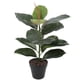 thumbnail image 2 of Ficus Elástica/ Gomero de 45 cm, 2 of 2