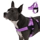 thumbnail image 1 of Arnés para perro Dog Friendly Co extra grande morado, 1 of 8