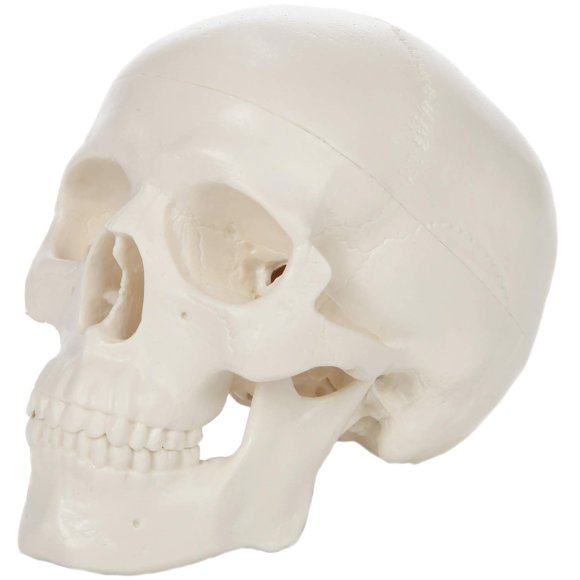 Modelo de cráneo anatómico de 9 cm, 3 piezas – Axis Scientific