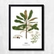 thumbnail image 1 of CUADRO DECORATIVO 35X45 BOTÁNICA HINAU, 1 of 2