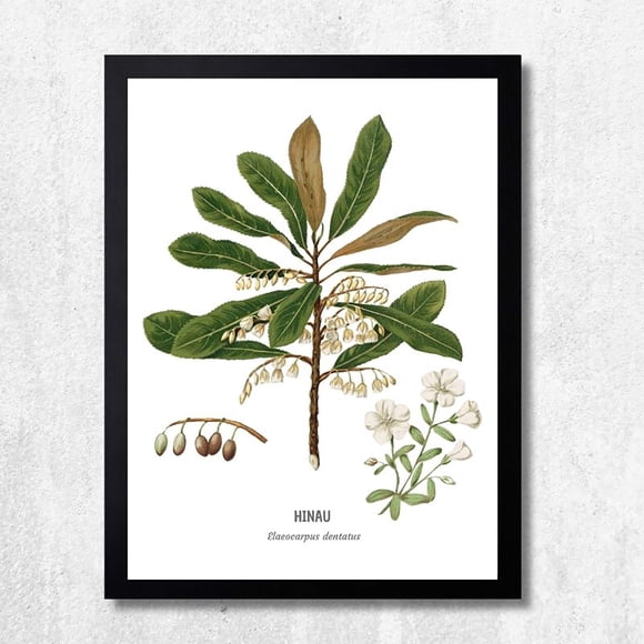 CUADRO DECORATIVO 35X45 BOTÁNICA HINAU