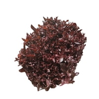 Lechuga Crispy Roja Bolsa 1 Un