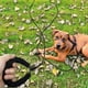 thumbnail image 3 of Correa larga de nailon reflectante para adiestramiento canino, ideal para pasear y acampar., 3 of 5