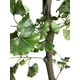 thumbnail image 2 of Árbol Ginko 180cm Artificial, 2 of 3