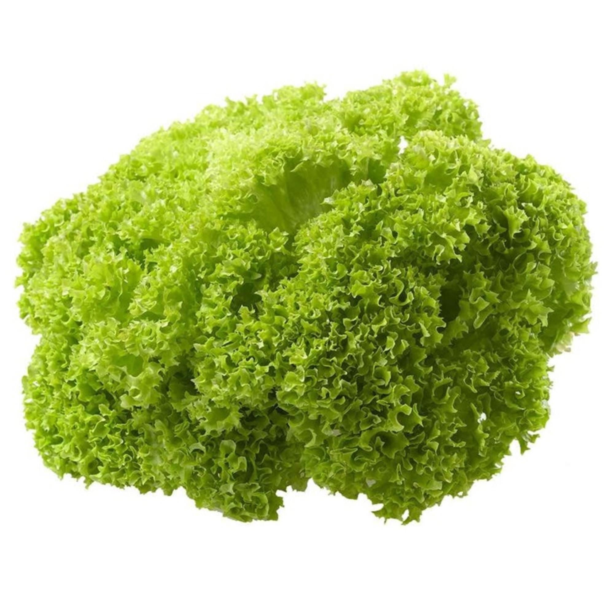 Lechuga Bionda Hidropónica Bolsa 1 Un