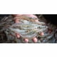 thumbnail image 4 of Tratamiento de Agua Fish Krack 454 ml Aditivo para Peces de Cebo, 4 of 9