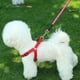 thumbnail image 5 of Cuerda reflectante para pasear perros, suministros para mascotas, 5 of 5