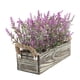 thumbnail image 2 of LAVANDA EN MACETERO DE MADERA 21 CM, 2 of 3