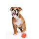 thumbnail image 4 of Juguete para perro Hartz Tuff Stuff Treat Hogging Piglet, 4 of 6