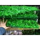 thumbnail image 3 of Set 2 Planta Cesped Artificial Tapete Decoracion Hogar Lau, 3 of 3