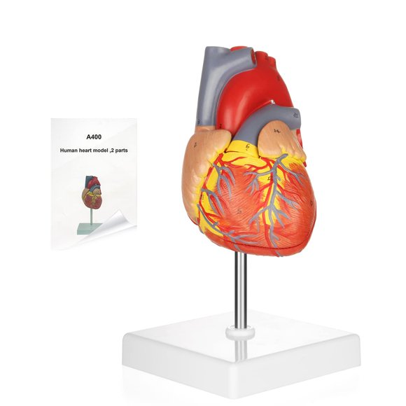 Modelo de Corazón Humano Merinden a Tamaño Real, 2 Partes, 48 Estructuras