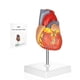 thumbnail image 1 of Modelo de Corazón Humano Merinden a Tamaño Real, 2 Partes, 48 Estructuras, 1 of 7