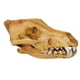 thumbnail image 2 of Réplica De Resina De Calavera Realista Falsa Cabeza De Enseñanza Modelo De Esqueleto Acuario 3, 2 of 5