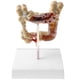 thumbnail image 2 of Escuela Modelo Patológica Del Intestino Grueso Humano 1: 2 / Exhibición De Ense?anza Médica, 2 of 3